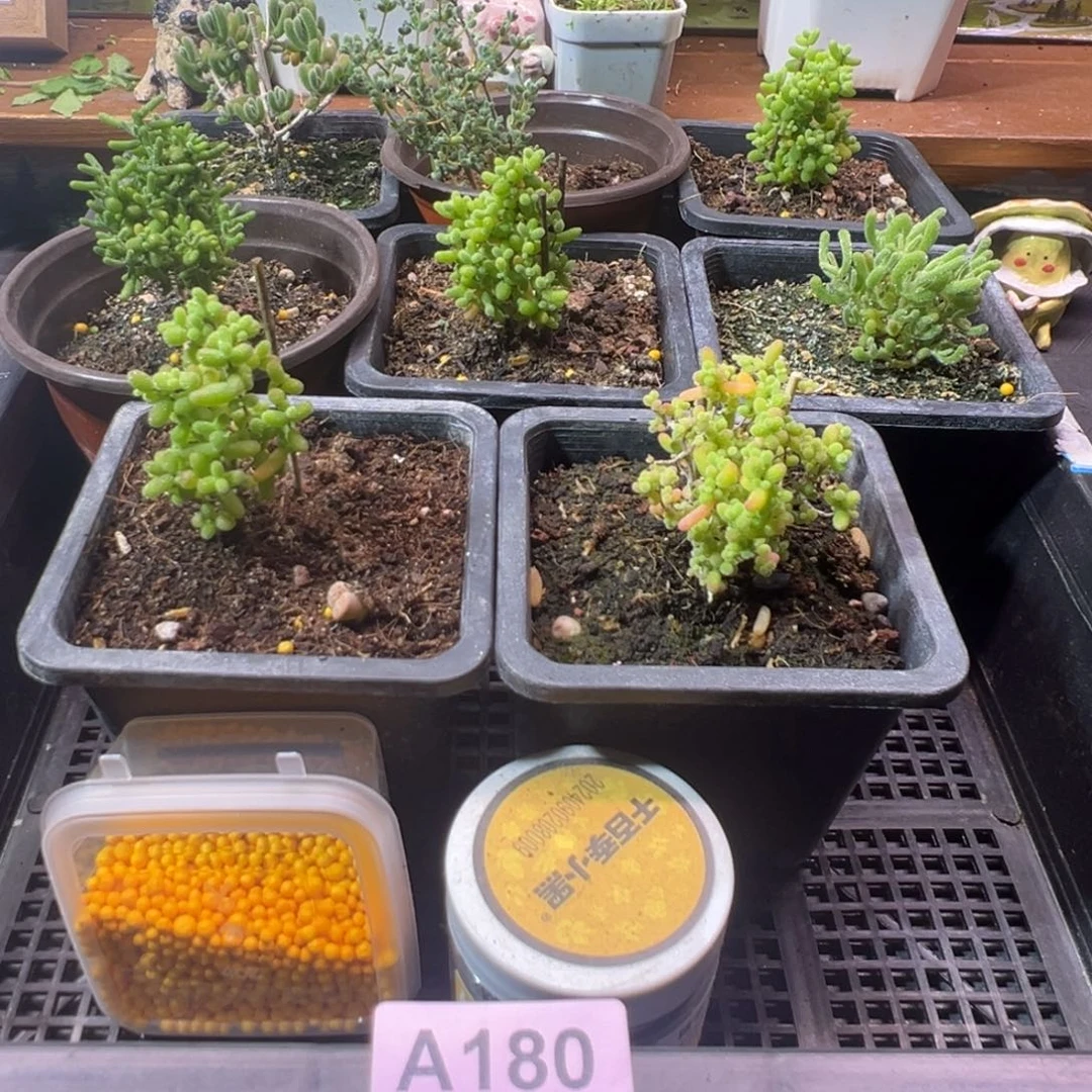 枝干番杏多肉植物A180乐