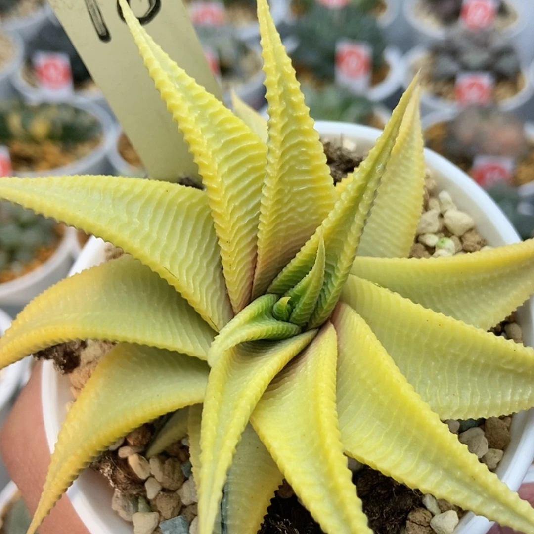 冰***心糊琉璃殿181111111111