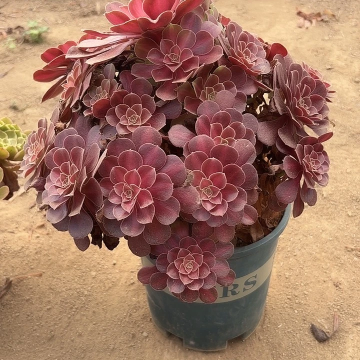 多肉植物法师花娜30