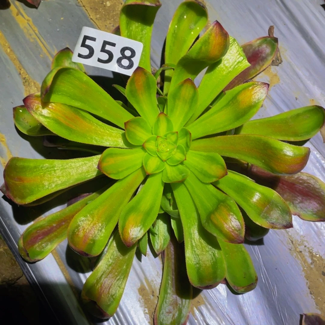 欧佳丽七彩多肉植物多肉植物558
