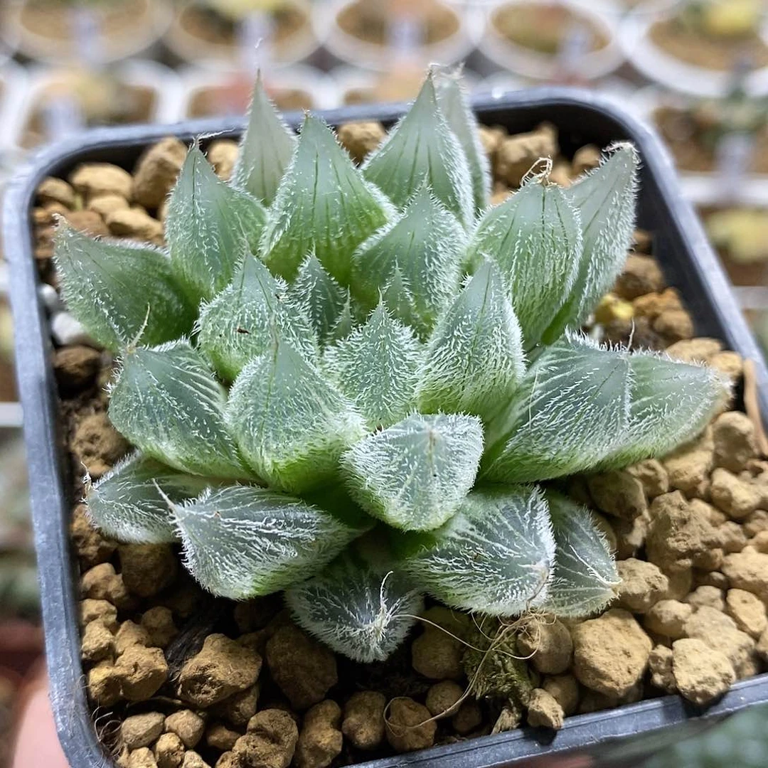 157毛玉露哈哈哈哈