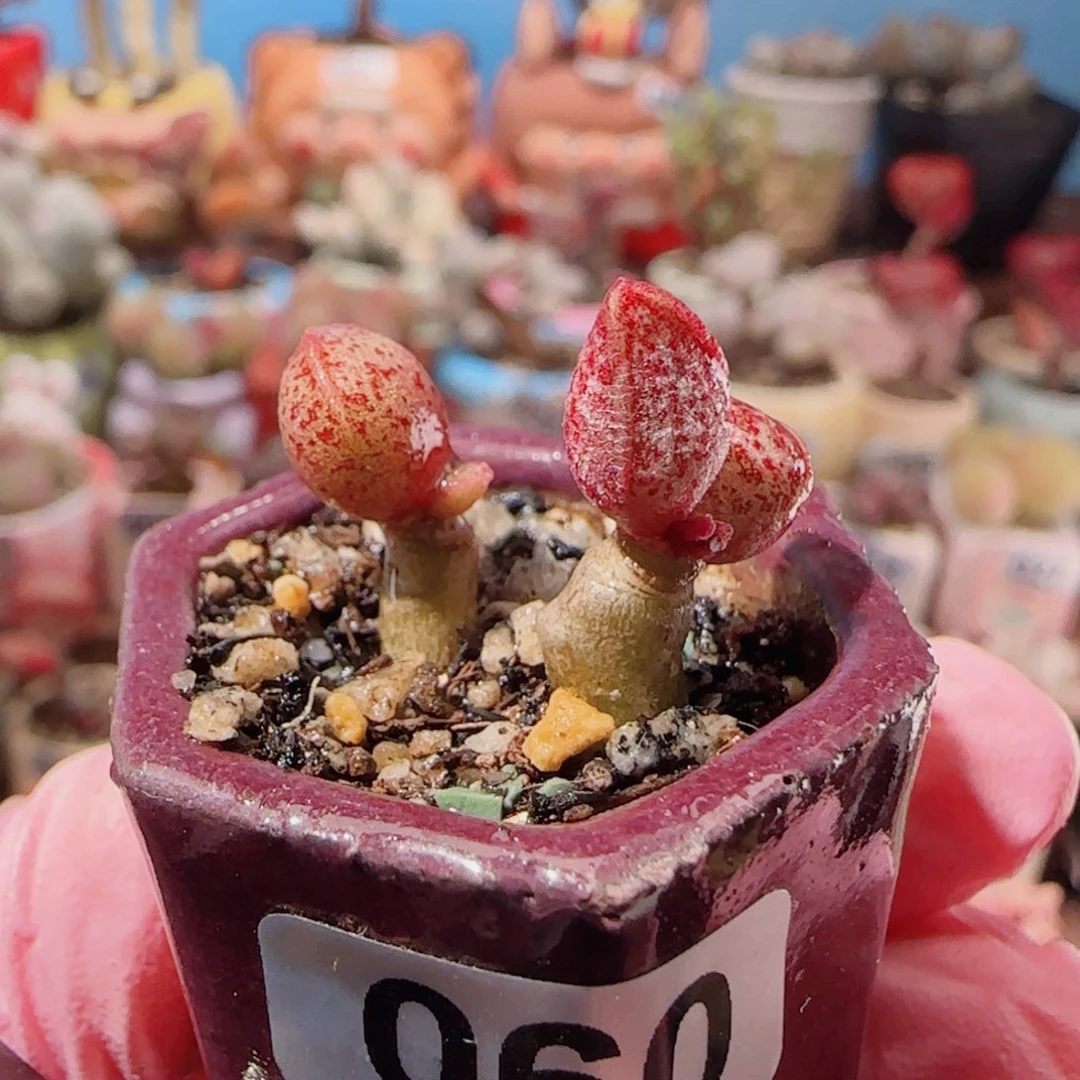 T红太平盆口2.5cm