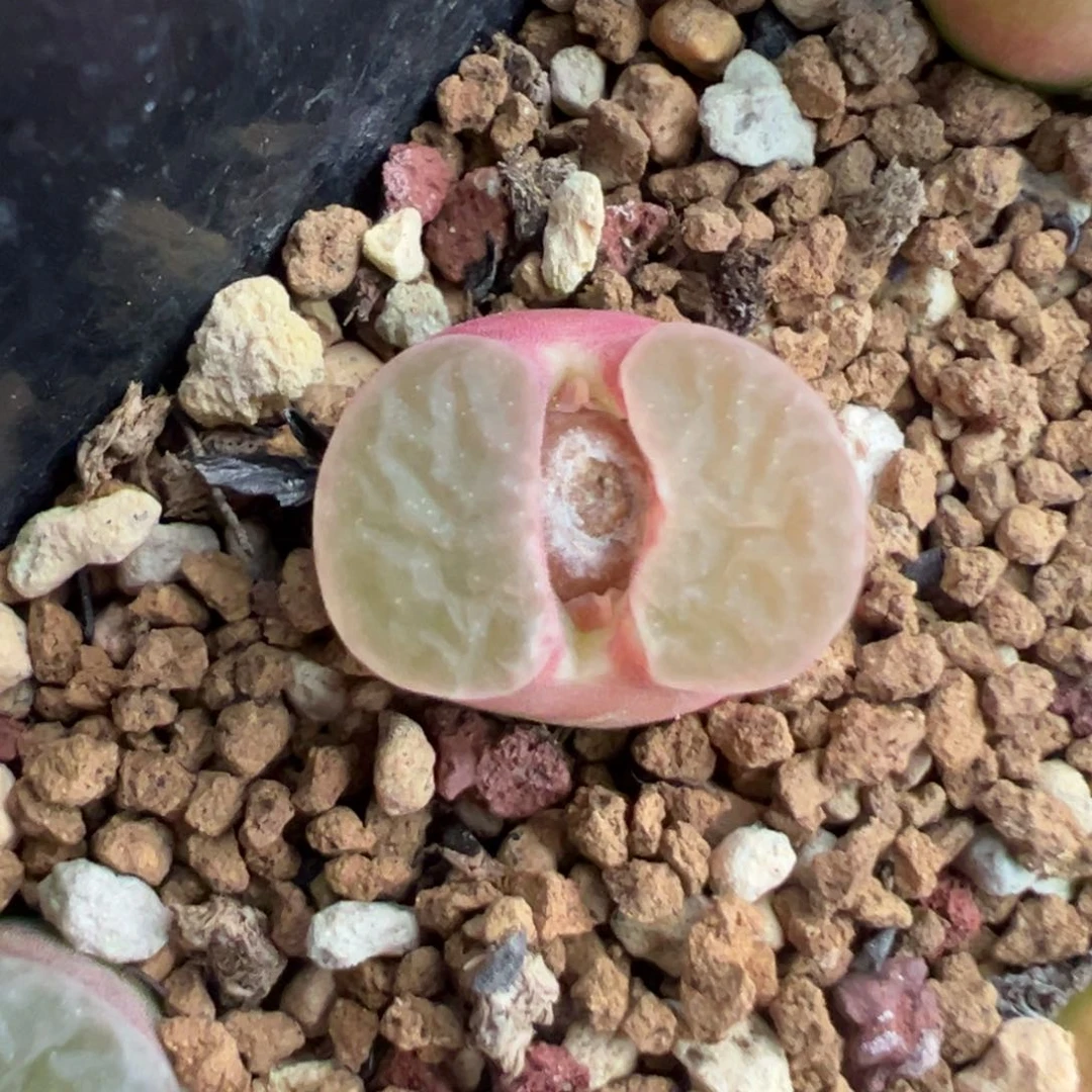 美磁铁 肉锥植物