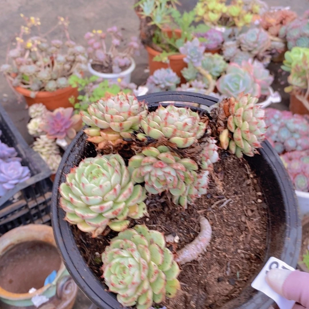 9738笨吧蒂斯一物一拍