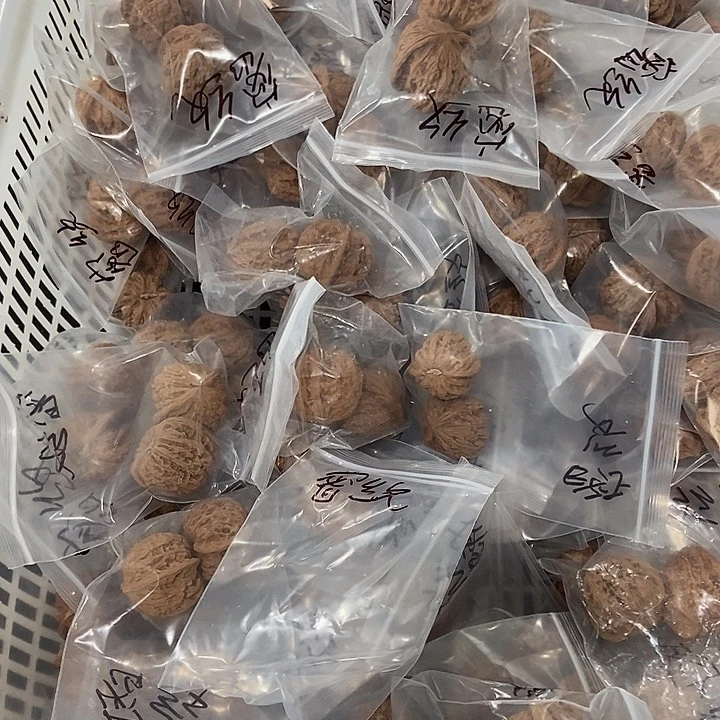 吊坠文玩核桃密纹