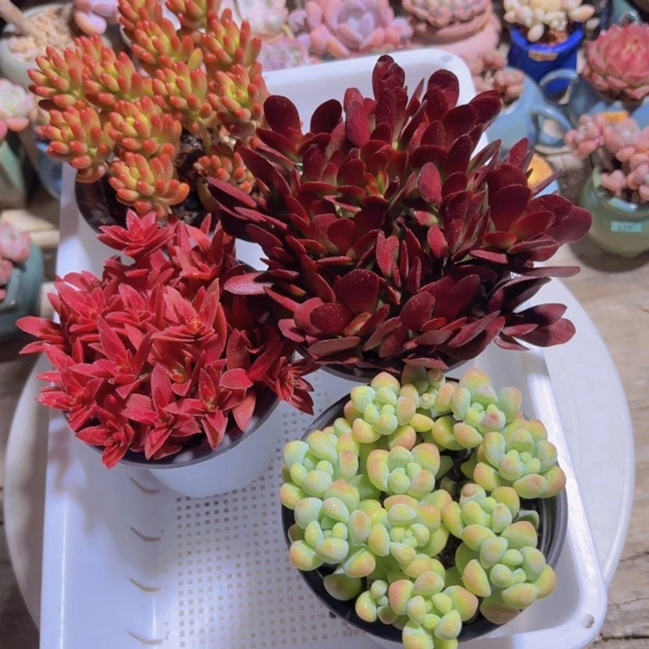 框拍虹之玉 紫蝶赤鬼城 天使之泪