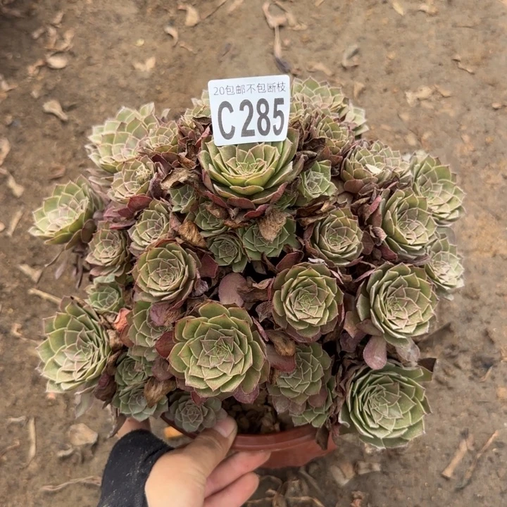 红魔……多肉植物……
