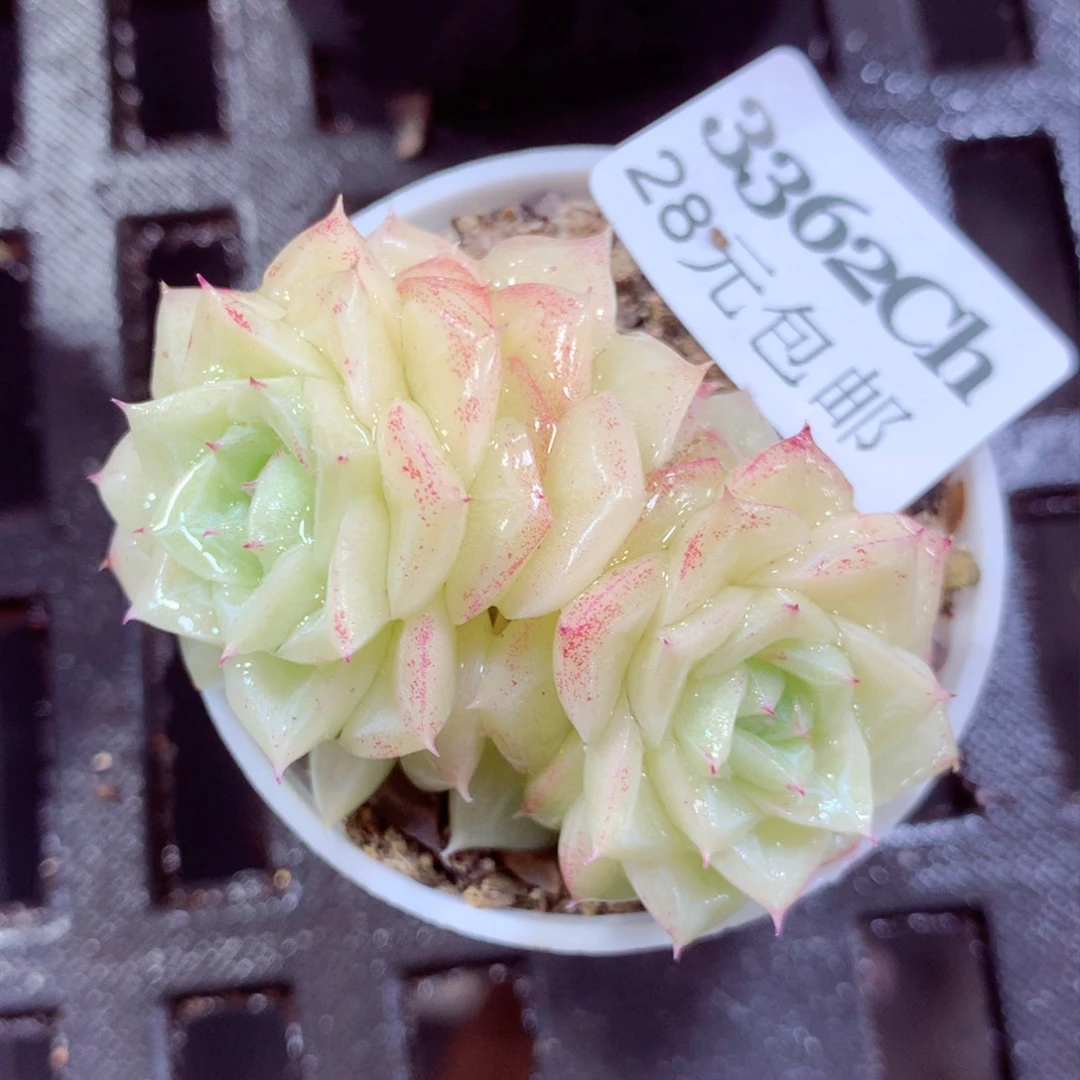 5厘米盆精控多肉3362