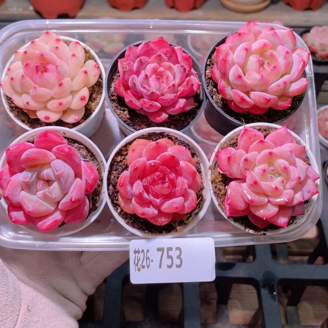 花利美26-753新品6颗