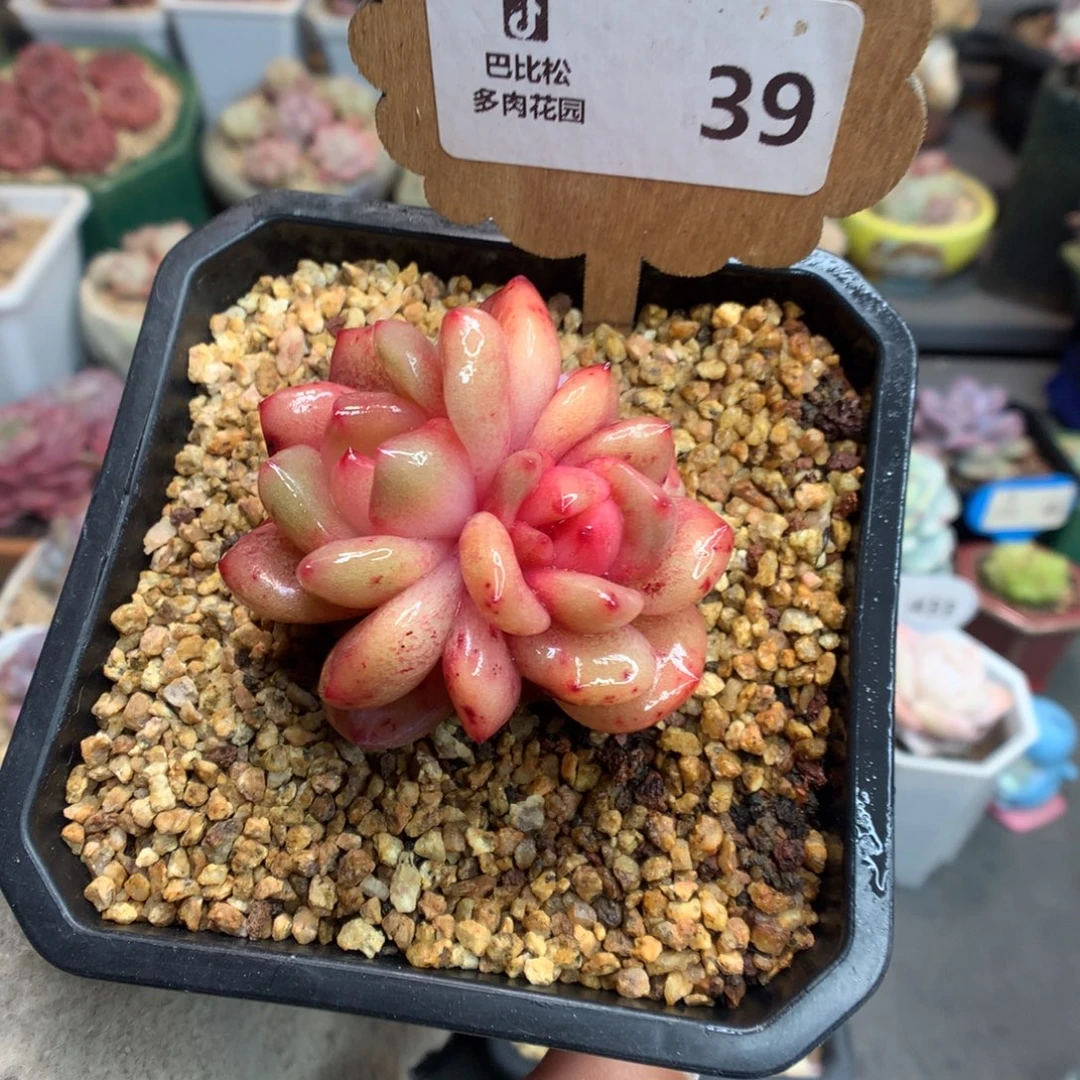 39星影石化带锦多肉