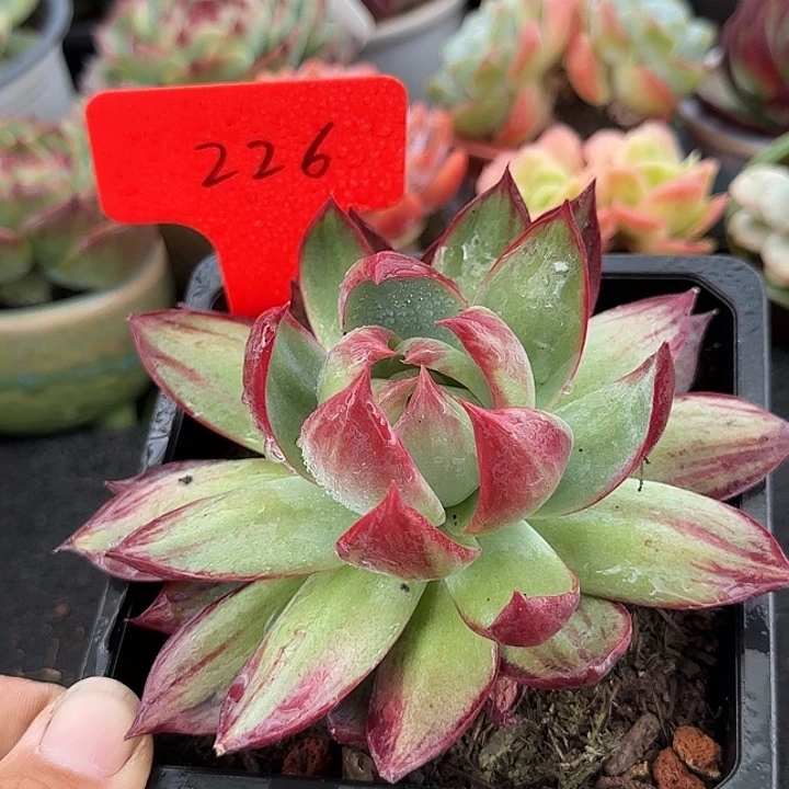 惊鸿一物一拍包装收缩花旱獭226