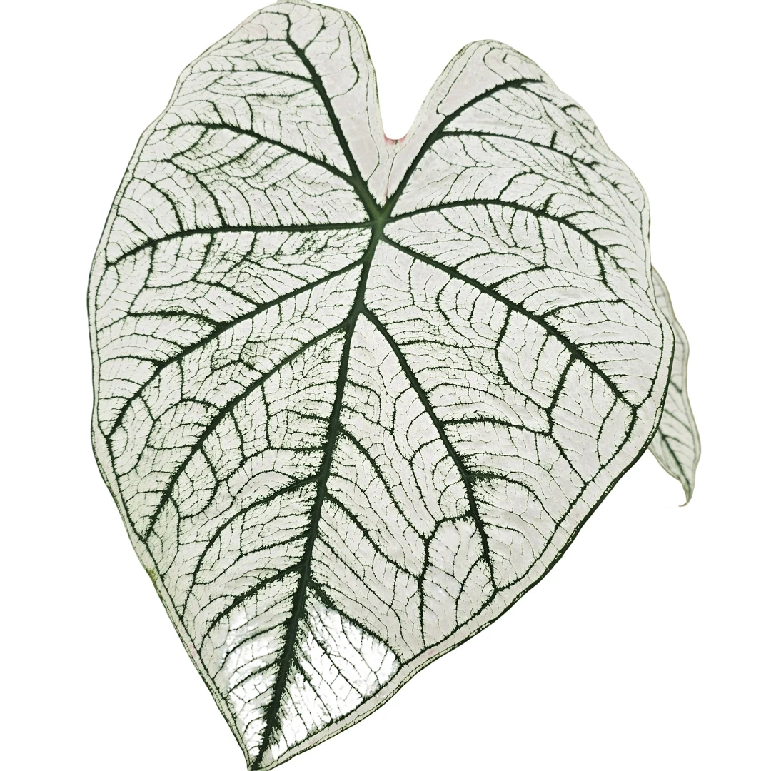 {彩叶芋} 白色恋人