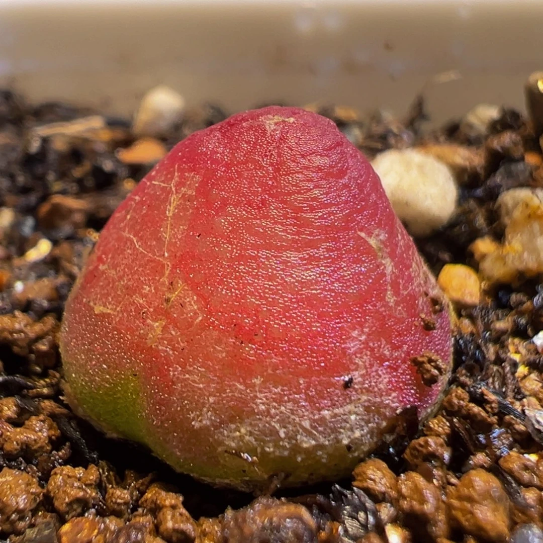 116多肉植物百科知识