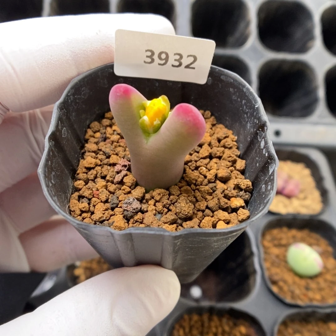 多肉植物肉锥杂交K-3932