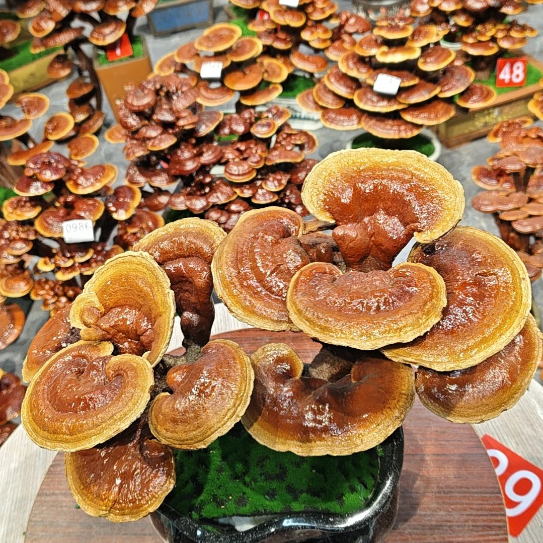 赤灵芝灵芝盆景灵芝花