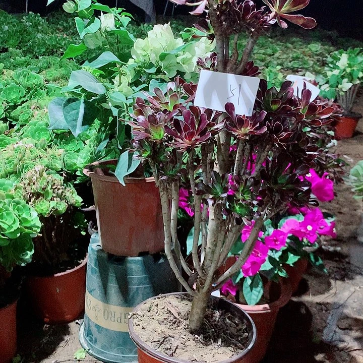 三色红玫瑰多肉植物法师51号