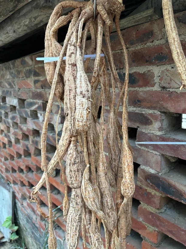 农村土特产嘢采晒干串串牛蛋牛大力煲汤泡酒煮水以直播间现称为准