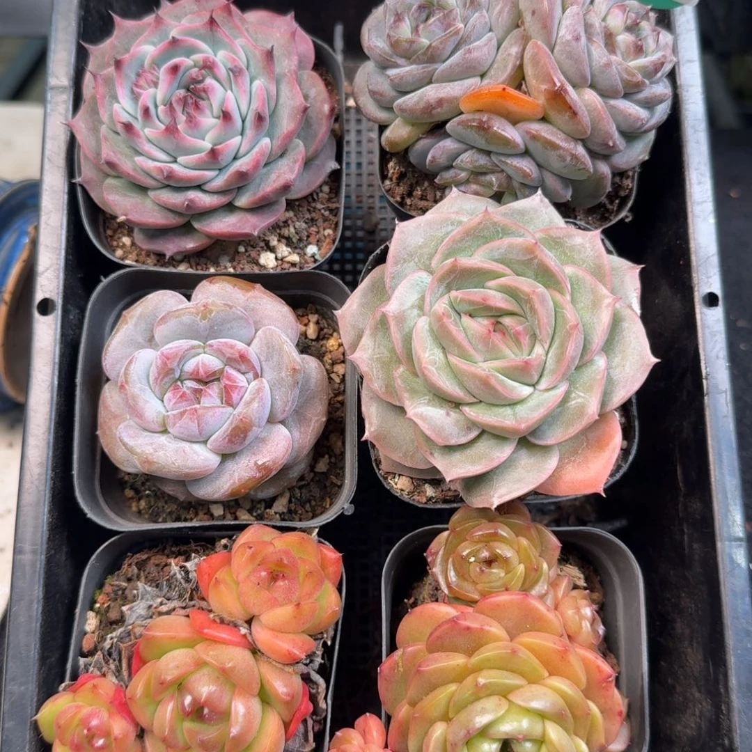 从前慢多肉精选编号1122.105