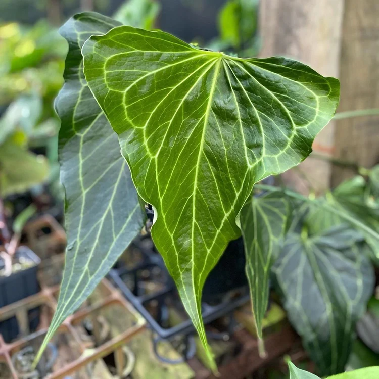 三角洲花烛 天南星科观叶热带植物室内观叶植物耐阴