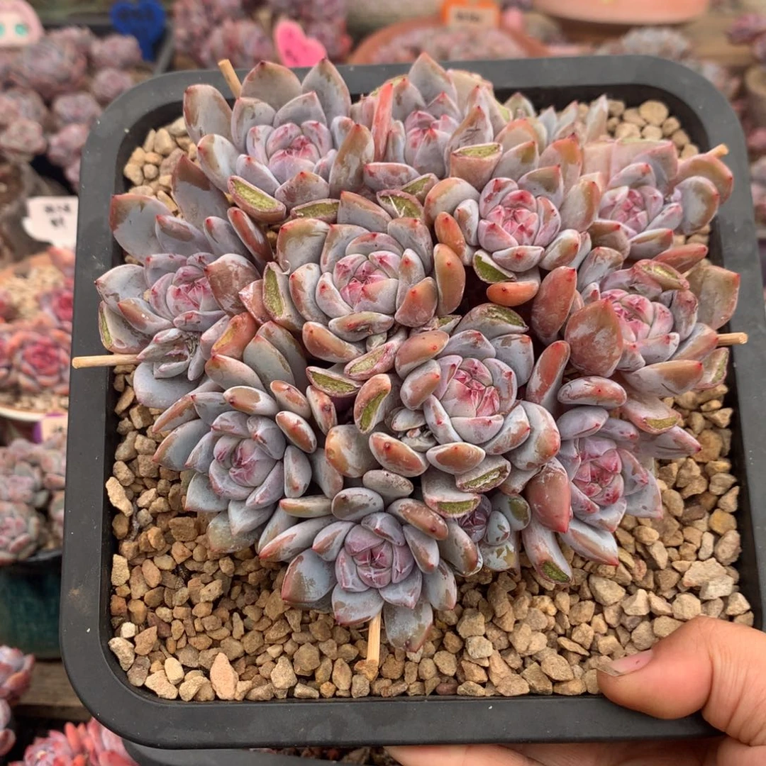 哈哈哈哈哈哈哈11