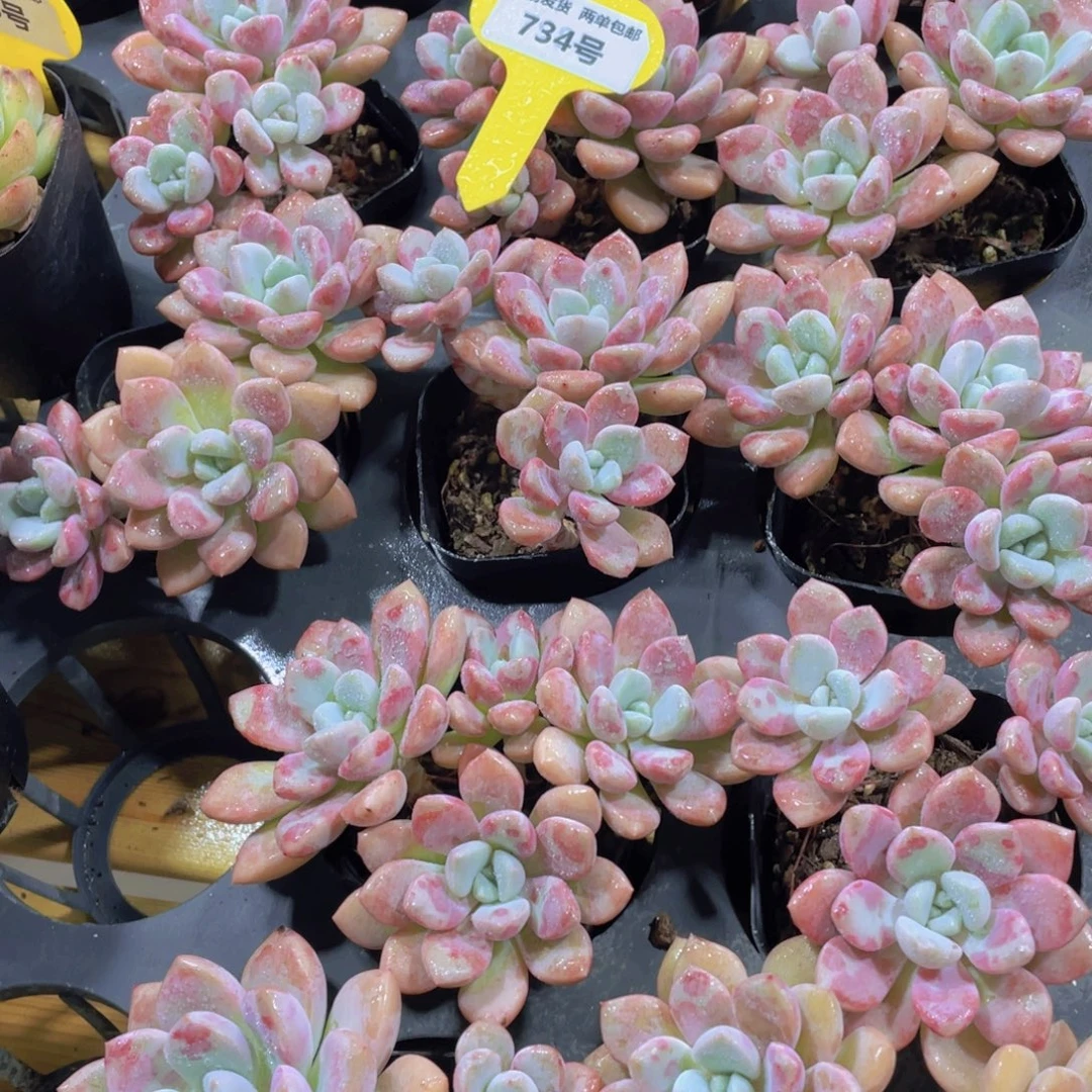 734号 老桩白鹭花斑鹭多头群一个