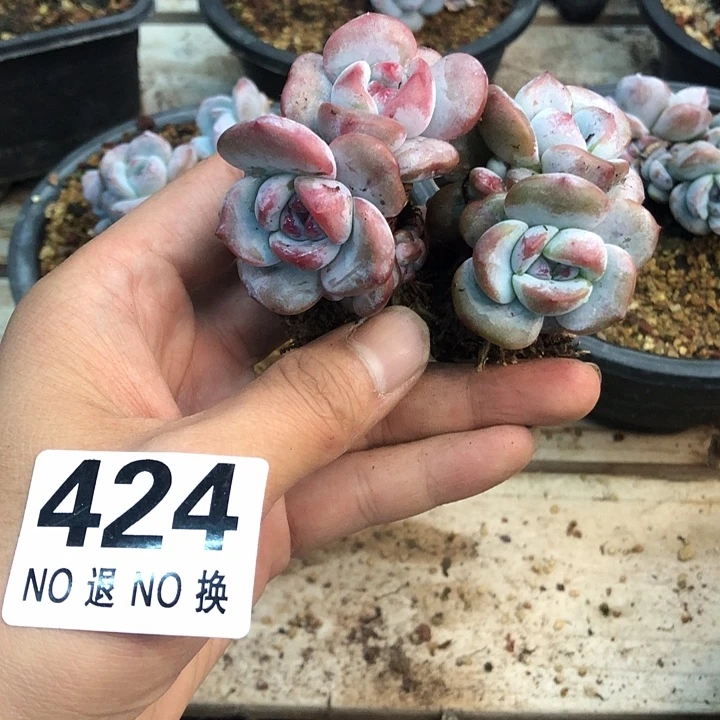 星影石榴籽福利出咯 424