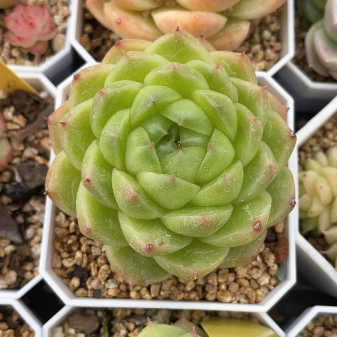 S优选麦杆福利1380