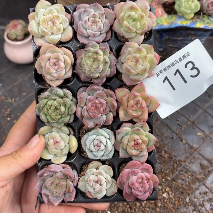 113。
