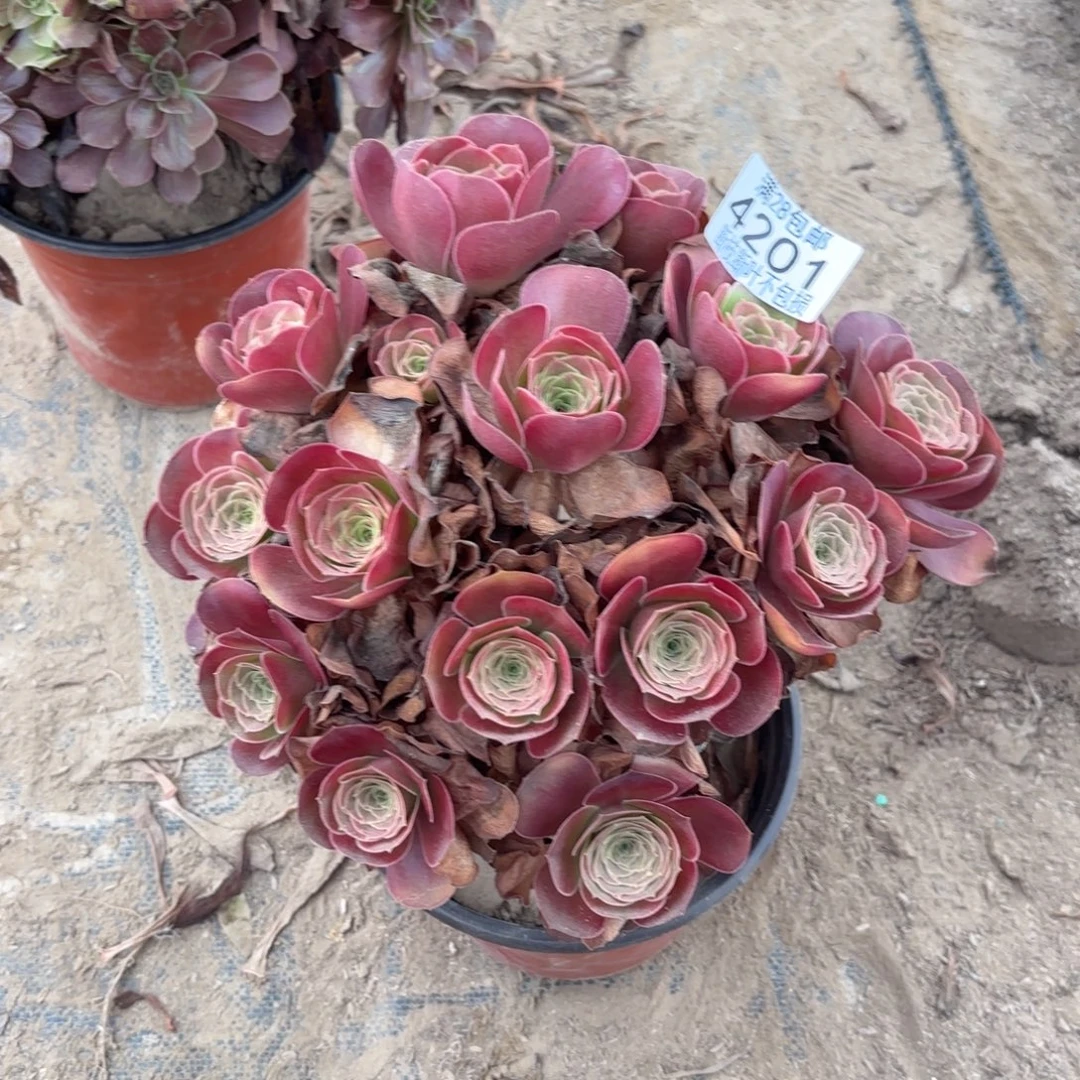 S. 4201美丽玫瑰多肉1223