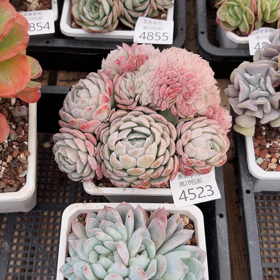 9号墨**学我们的确是一个4523