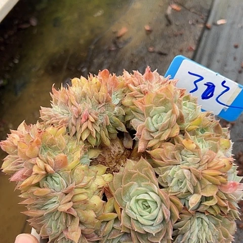 32安丝一个脱土多肉