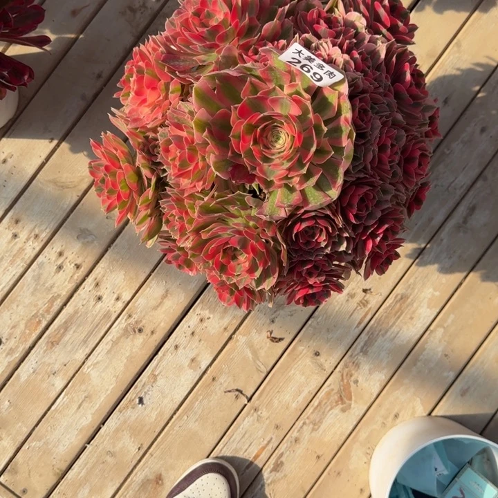 野***来粉女巫捧花大颗269肉肉