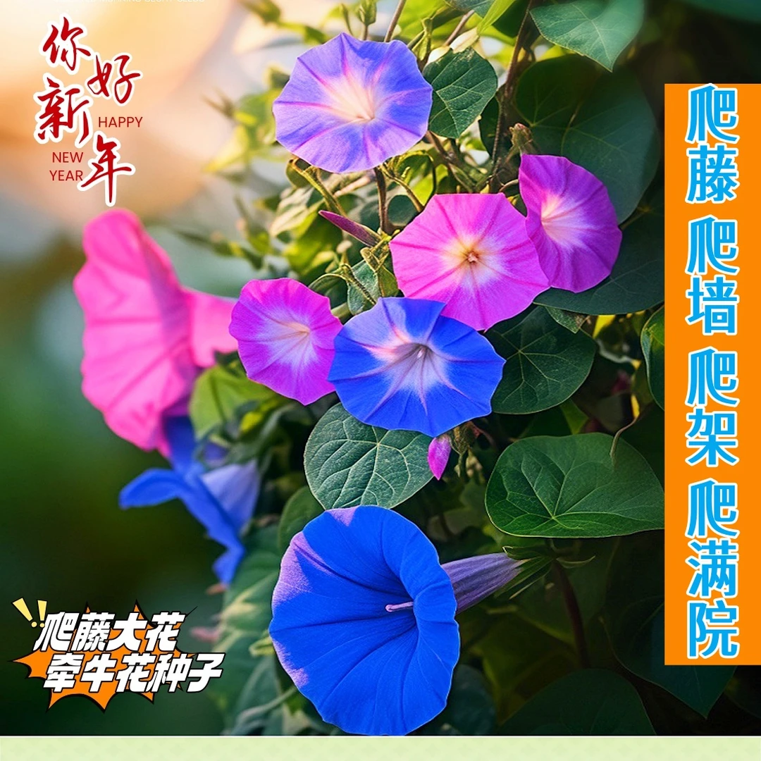 牵牛花种子喇叭花室外爬藤爬墙花卉混色开花不断盆栽易活播种种籽