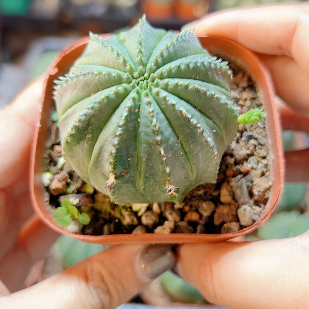 泰布4.8公分1颗自根