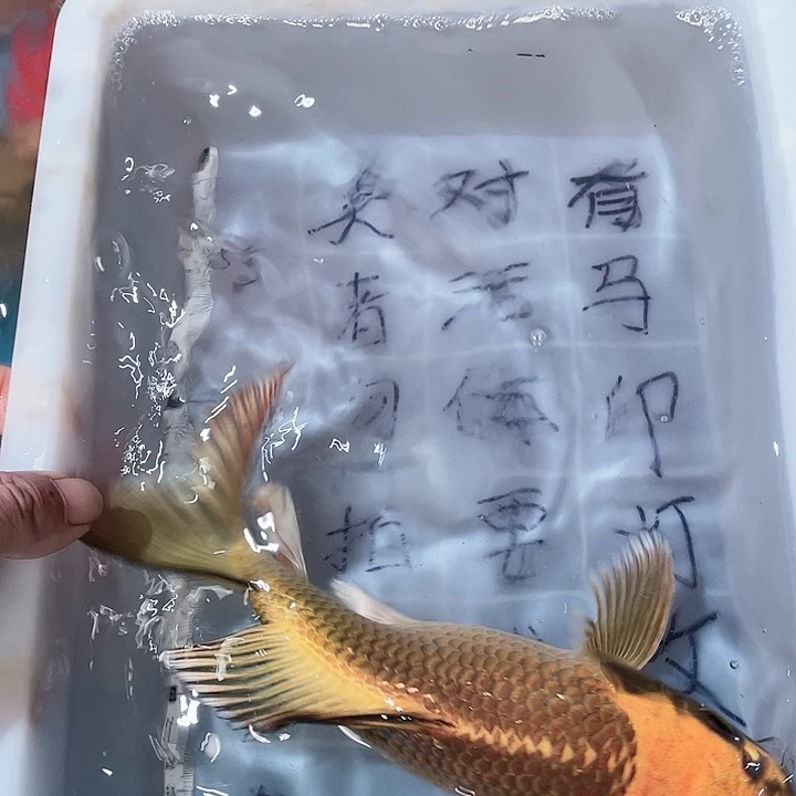 蝴蝶鲤鱼渔场直发29