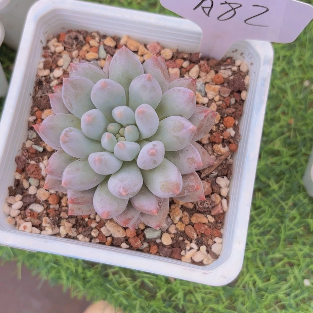 t****我的小可爱们都好可爱