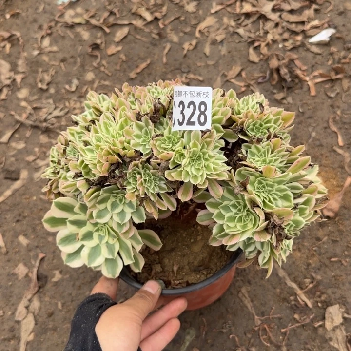 女郎缀……多肉植物……