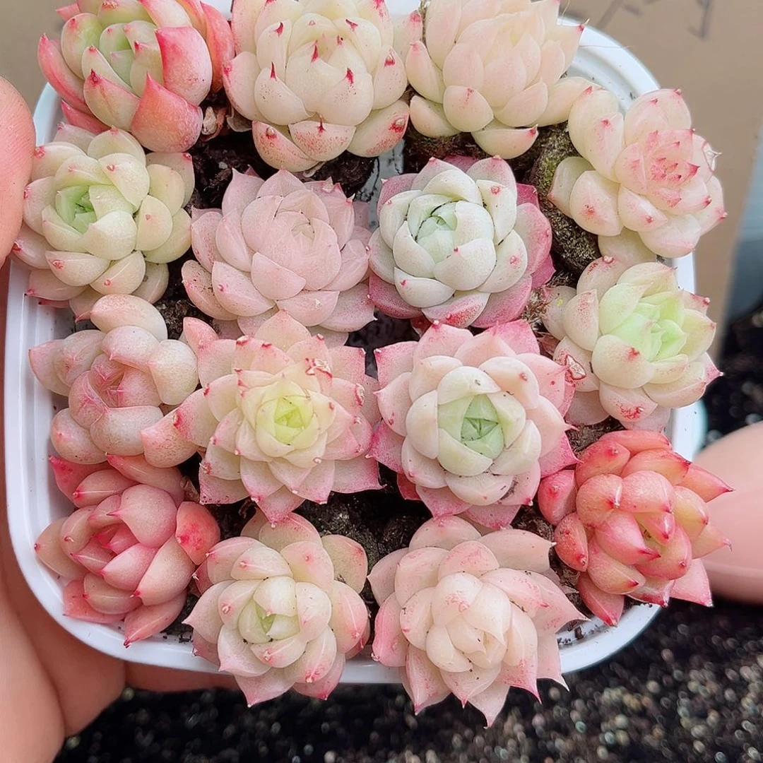 1-112 新疆西藏内蒙不发12.8包邮2-3公分多肉