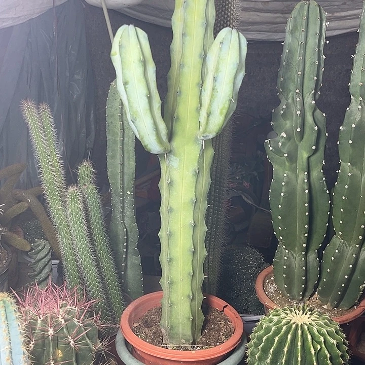 带手臂龙神木一物一拍