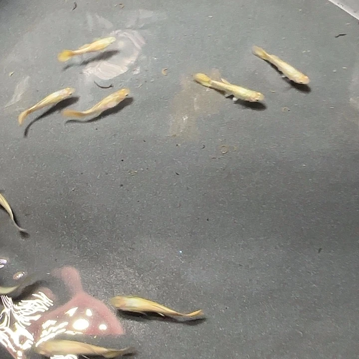 孔雀鱼黄金满麟10条