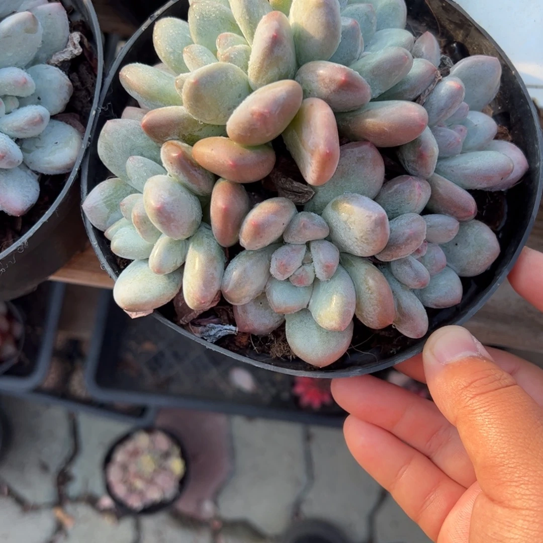 香水群生多肉植物精品