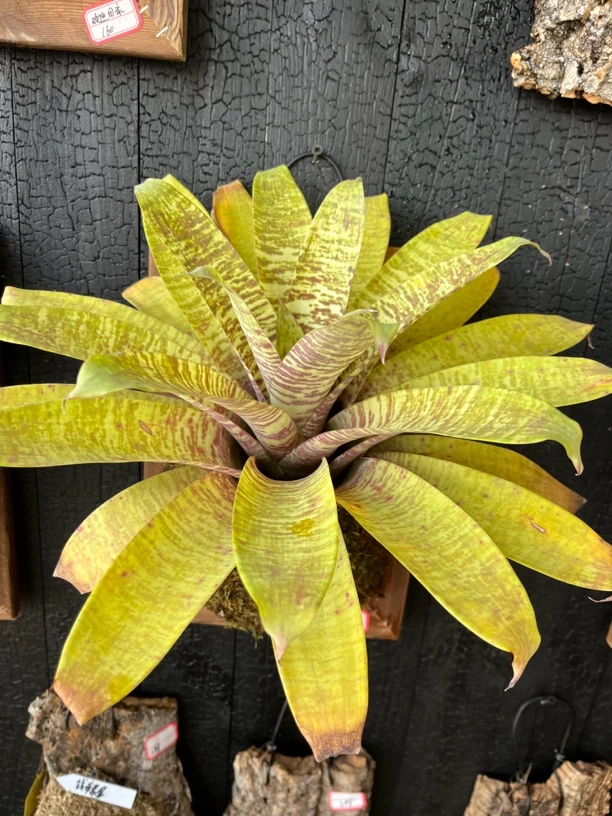 泰国进口积水凤梨耐晒好养热带植物