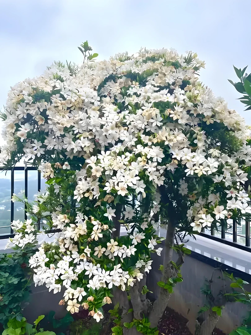 栀子花 大树 老桩子 栀子花