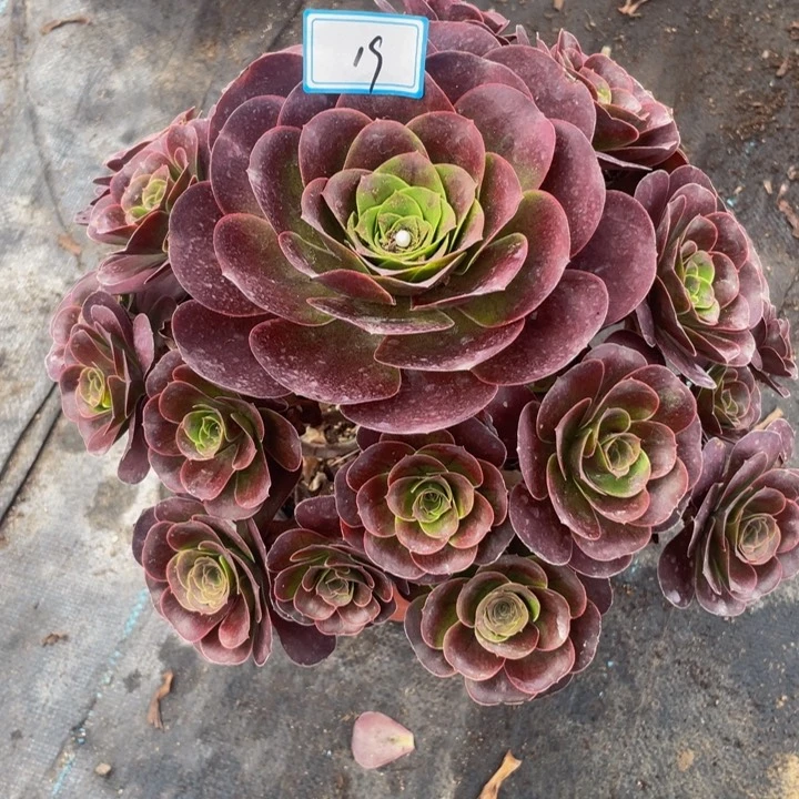 19老庄多肉法师魅金