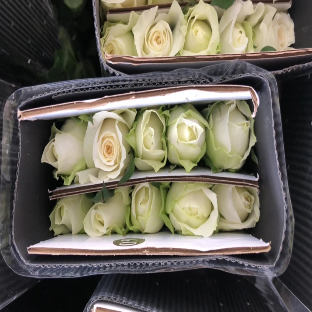 诺莎莉-云南基地直发鲜切花适合家庭水养插花