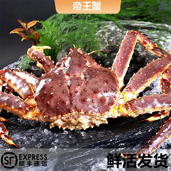 鲜活发货帝王蟹 大小规格可选（脱水率5-8个点）包鲜包肥不包活