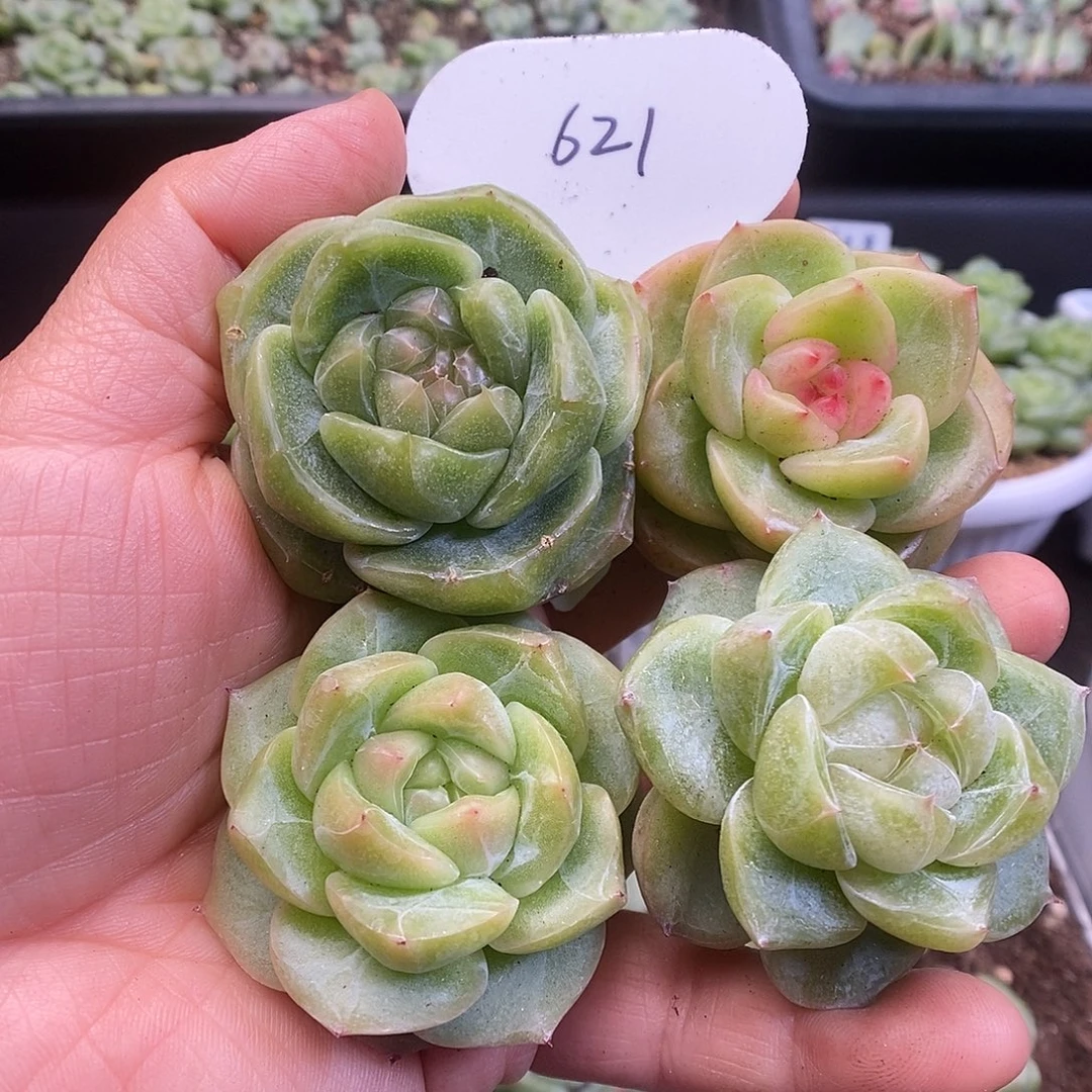 一物一拍一物一拍913-621