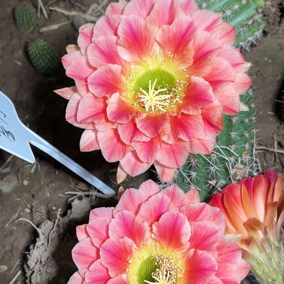 超越毛花带根仙人球瑕疵瑕疵