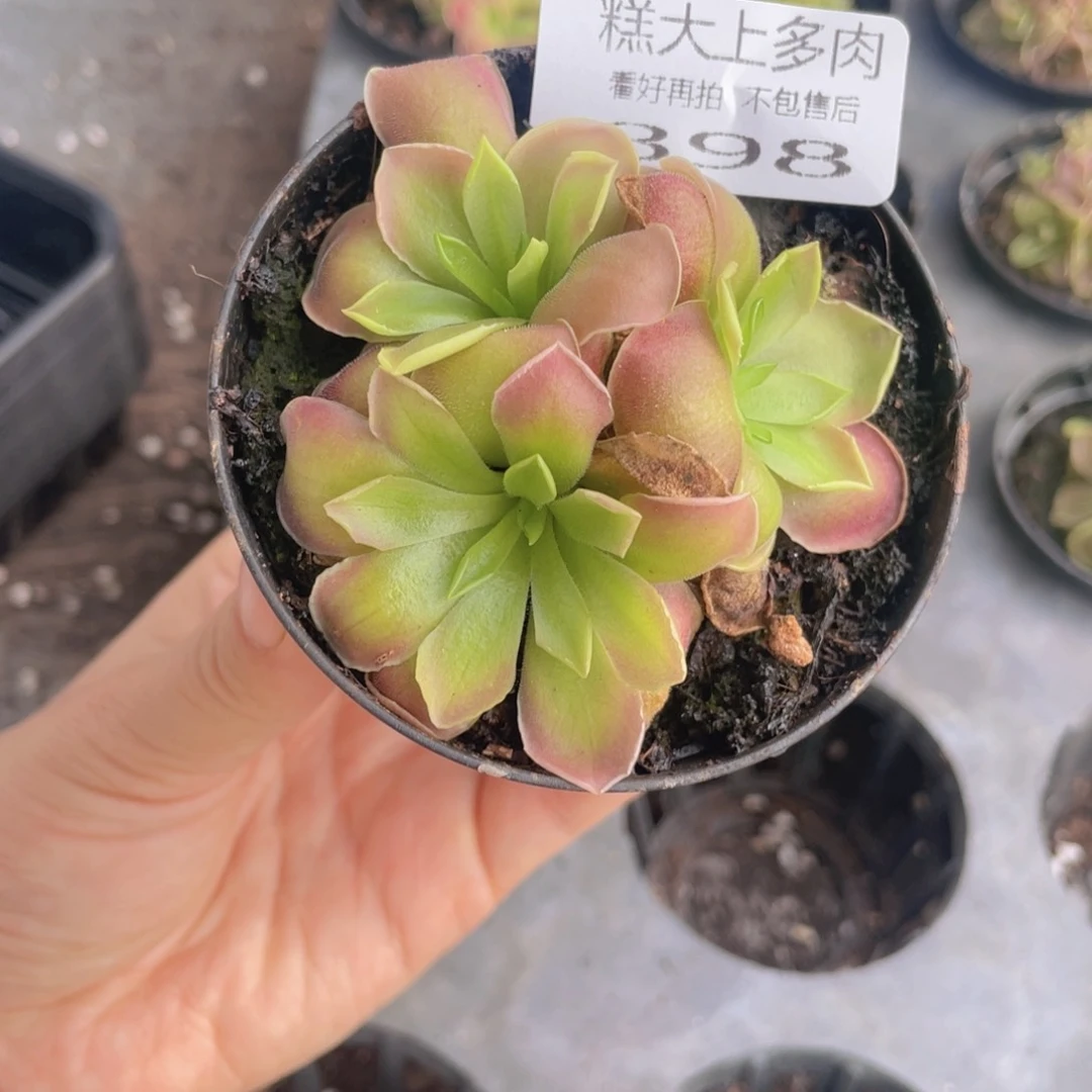糕大上多肉植物398