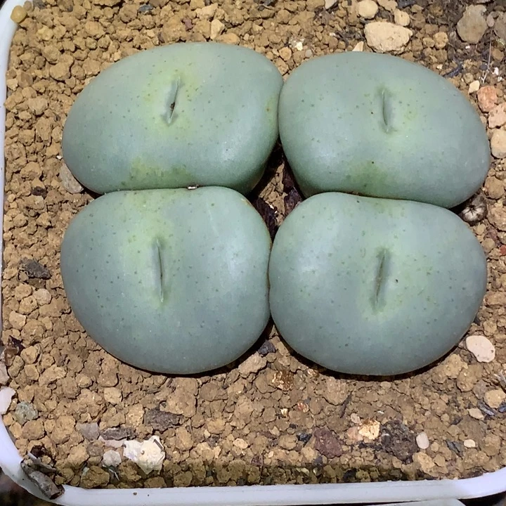 精品多肉植物精品超级大饼